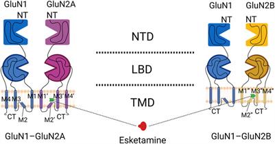 Recent advances in the study of anesthesia-and analgesia-related mechanisms of S-ketamine